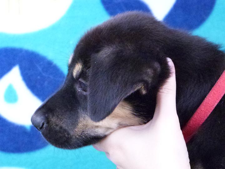 chinook puppy